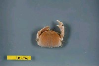 藏品(卷折饅頭蟹)的圖片